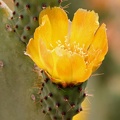 Kaktusfeige (Opuntia ficus-indica)